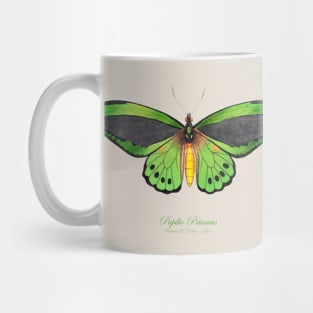 Butterfly - Common Green Birdwing, Priam's Birdwing or Northern Birdwing, Cape York Birdwing aka Papilio Priamus or Ornithoptera Priamus Mug